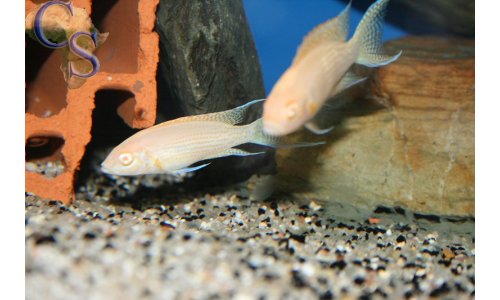 Neolamprologus daffodil albino